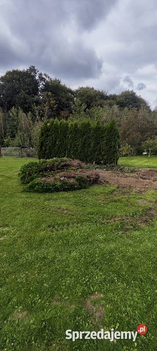 Thuja tuja cyprysy cyprys Chrzanów