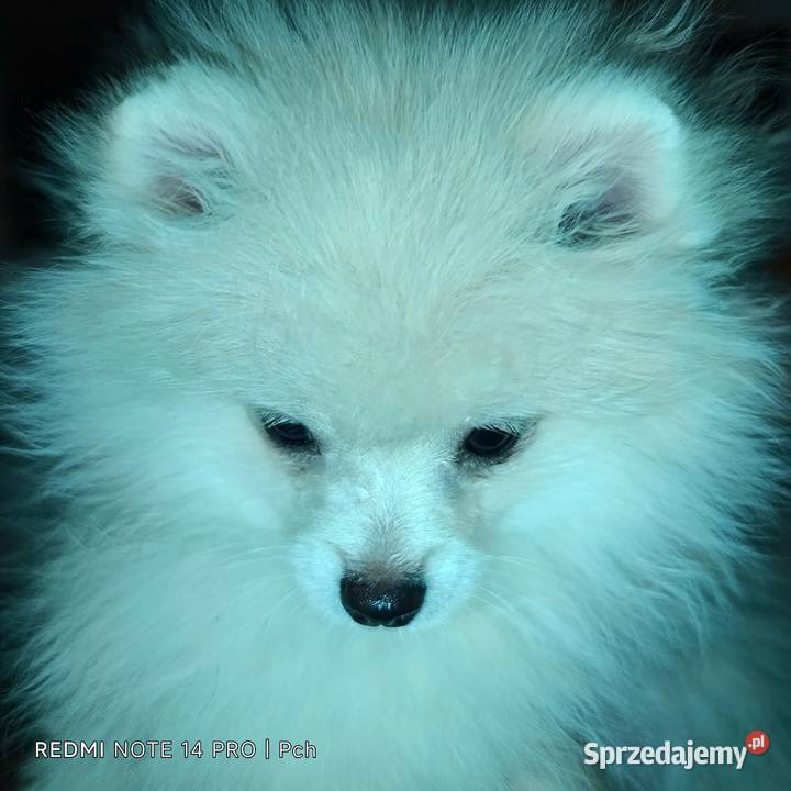 Szpic miniaturowy Przepiękny maluchr Warszawa