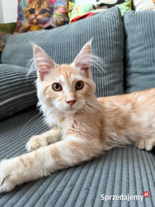 Maine Coon 3 kocurki sprzedam