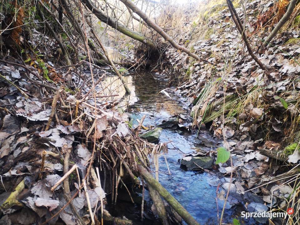 Rekreacja wzgórza las strumyk w pięknej okolicy