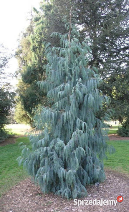 CYPRYS BUTANOWY Cupressus cashmeriana NASIONA Lubanie