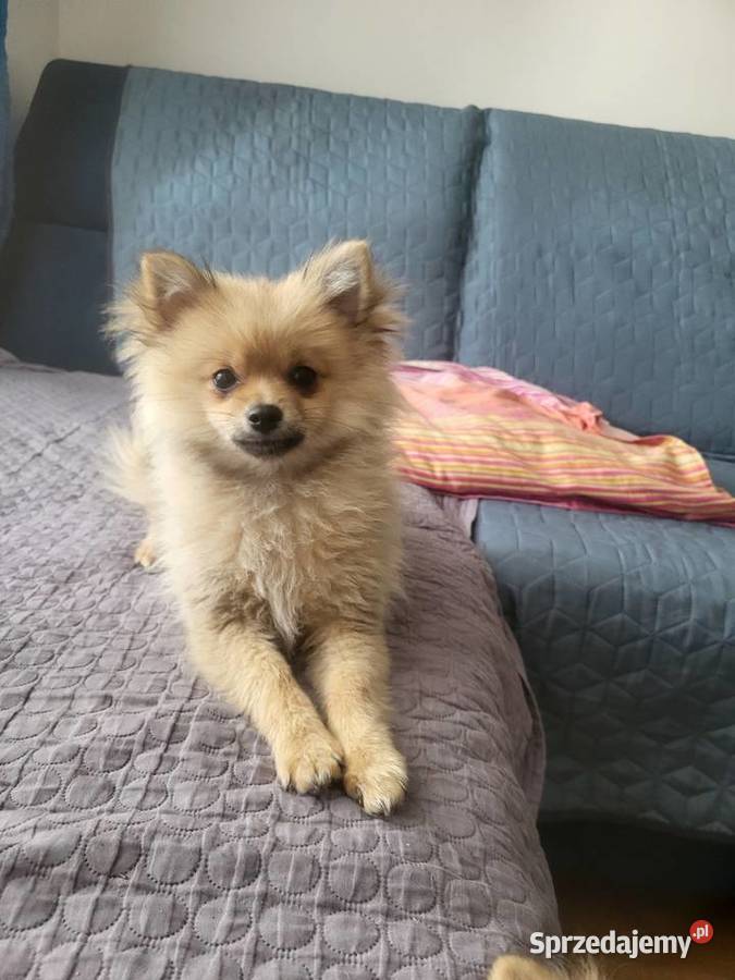 Szpic miniaturowy pomeranian dziewczynka Szpic miniaturowy mazowieckie
