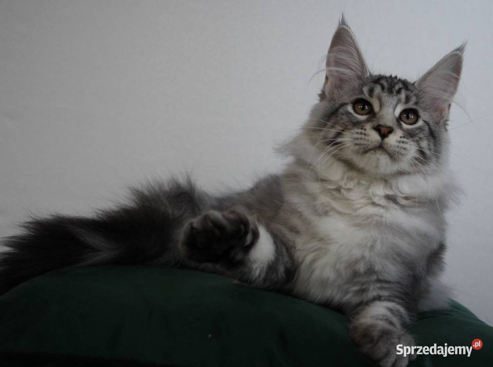 Dwie koteczki maine coon Maine Coon
