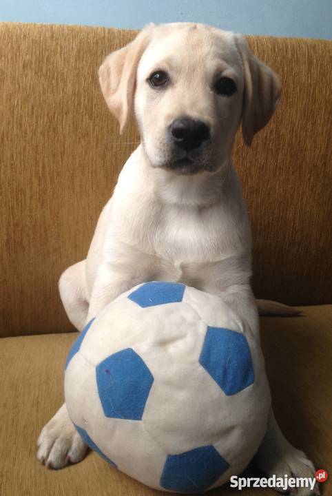 Rodowodowy szczeniak rasy Labrador Retriever Świnoujście sprzedam