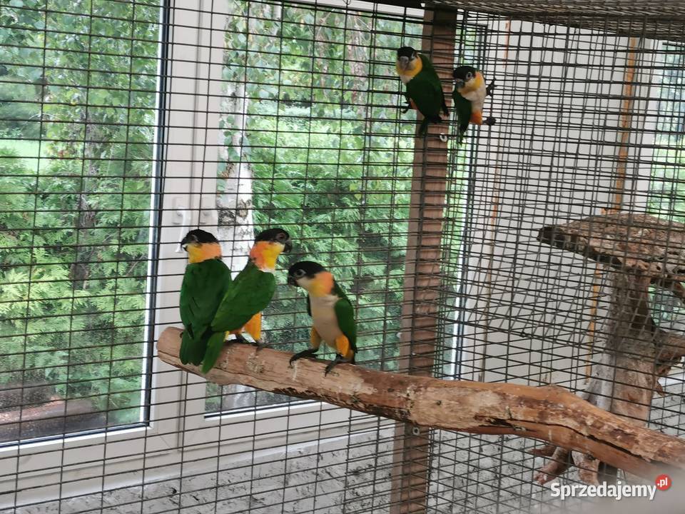 Kakadu Białooka Goffini Kakadu Ręcznie Poznań