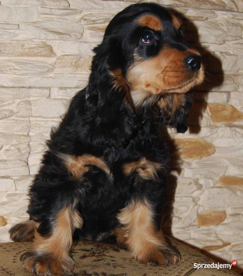 Cocker spaniel angielski