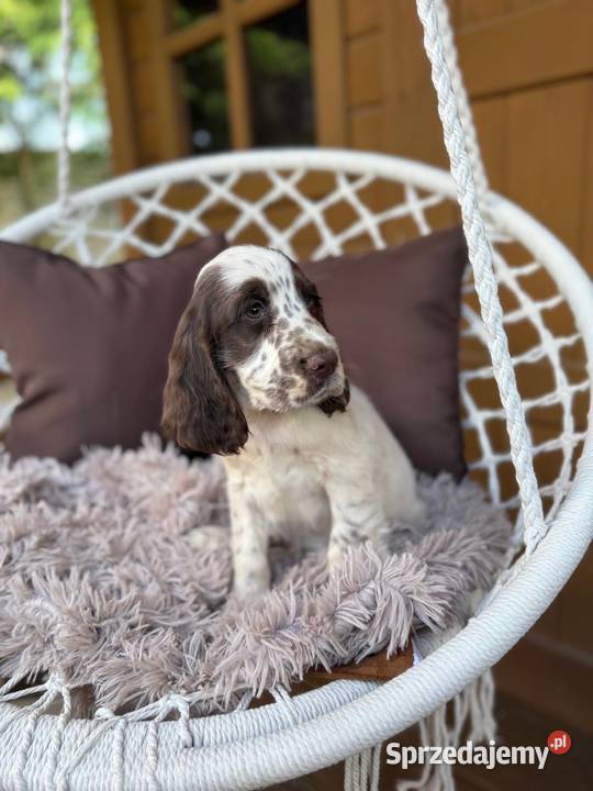 Śliczny piesek Cocker Spaniel Angielski liver Warszawa