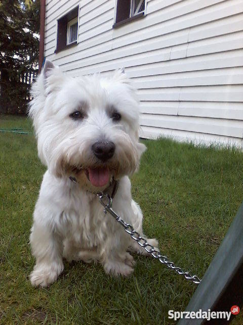 West Highland white terrier reproduktor Psy Siewierz