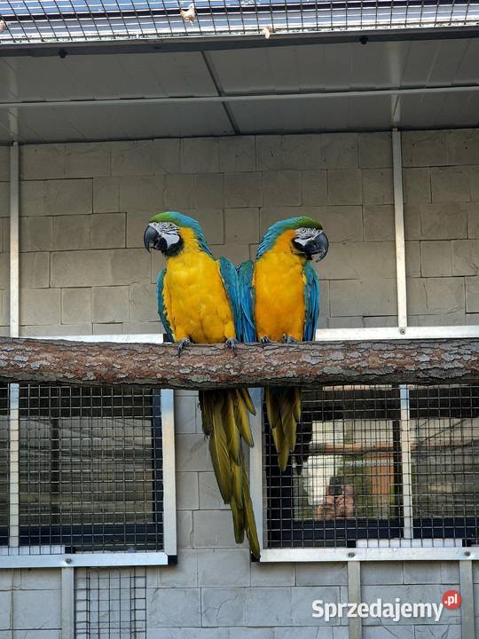 Ara Ararauna dorosłe ptaki Rakoniewice