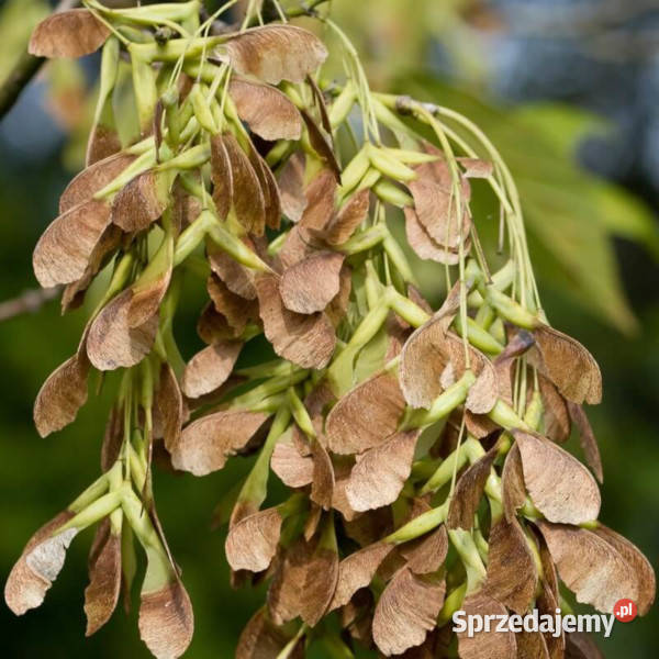 KLON JESIONOLISTNY Acer negundo NASIONA 300 Lubanie