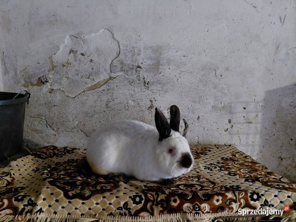Króliki Samiec Kalifornijski Czarny Obarzym