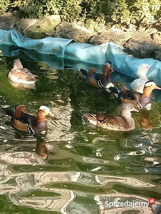 Kaczki mandarynki małopolskie