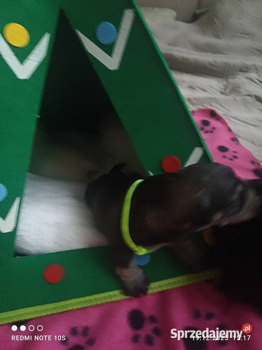 Sznaucerki szukają nowego domu Sznaucer Gniezno