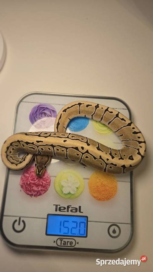 Pyton królewski Pinstripe Desert Ghost 100 het zachodniopomorskie sprzedam