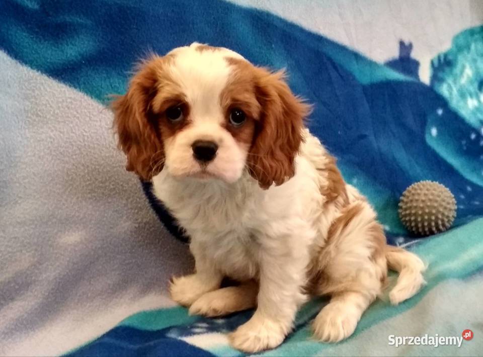 cavalier king charles spaniel samiec tricolor podkarpackie Rzeszów
