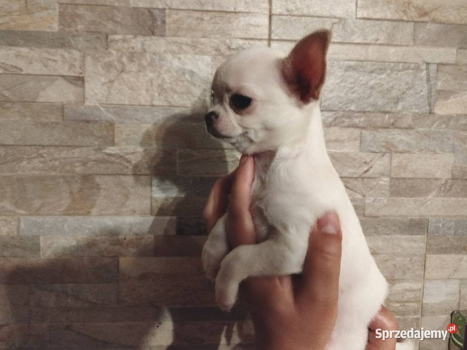 Chihuahua śliczny chłopiec wielkopolskie