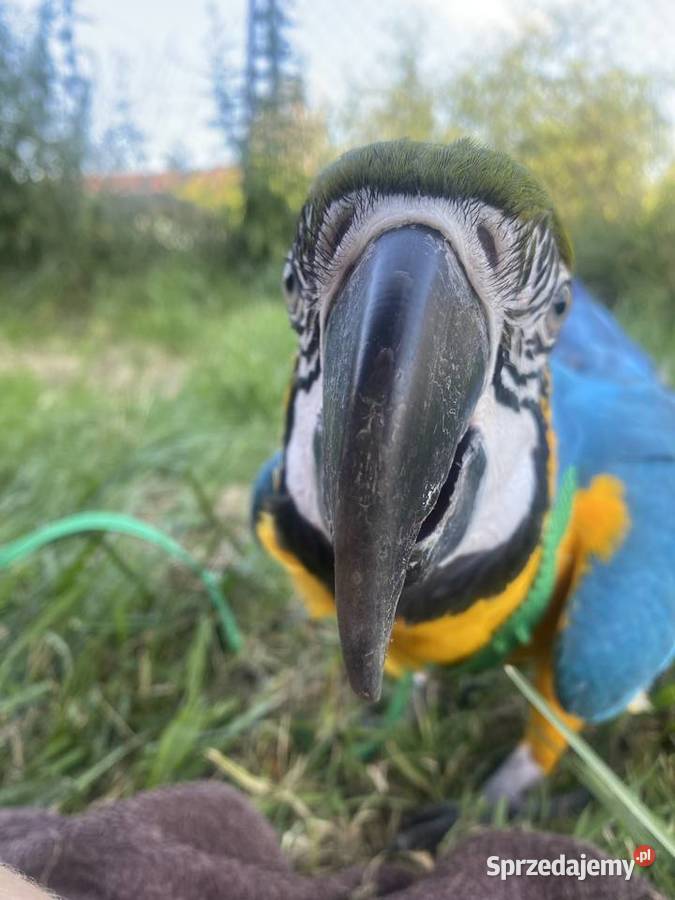 Ara Ararauna ręcznie karmiony Warszawa