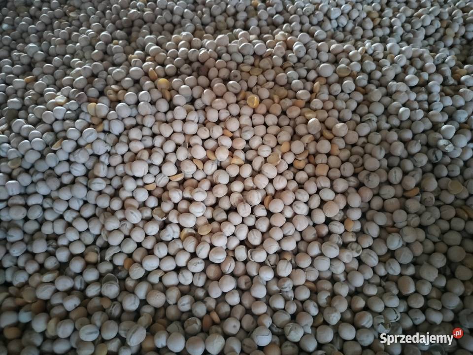 groch siewny Pozostałe Borzechów