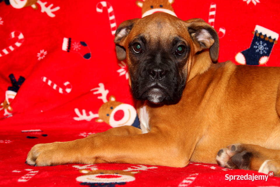 Piesek DOLAR Bokser z hodowli Family Bokser lubelskie Łęczna