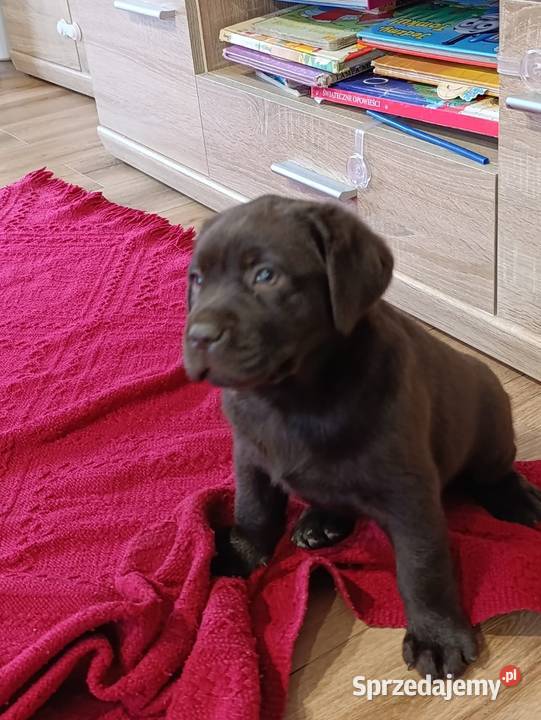 Pieski czarne biszkoptowe Labradory Retriever Tarnów