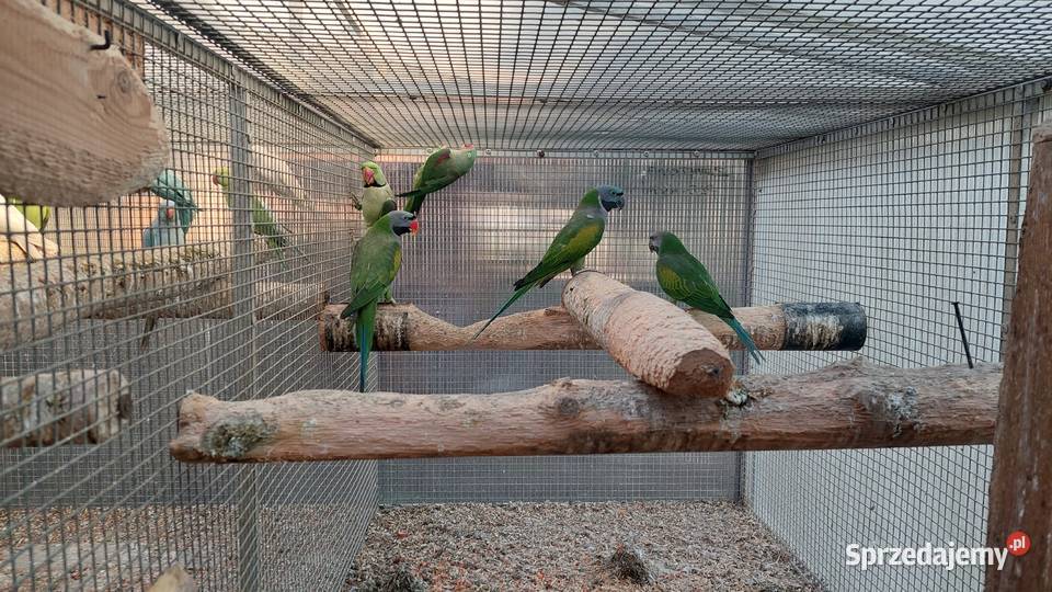 Aleksandretty chińskie para lęgowa i samica z