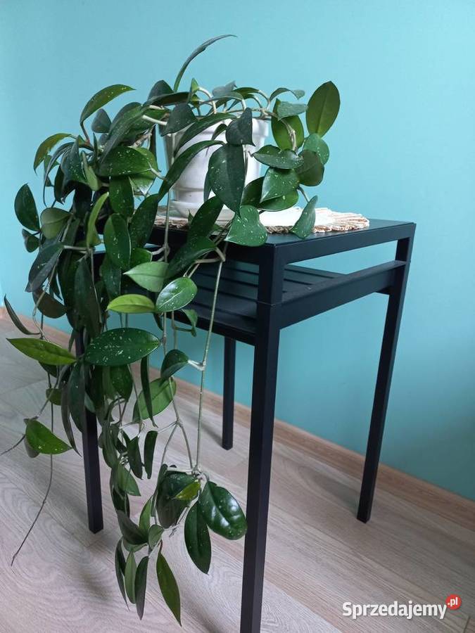 Hoja kwiat doniczkowy roślina pokojowa Zielone Kraków