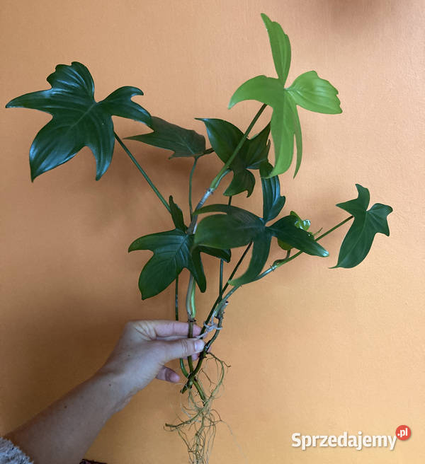 Zestaw sadzonek Philodendron filodendron pedatum