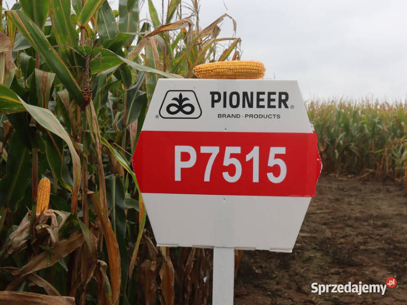Nasiona kukurydzy Pioneer P8715 FAO Z220 K230 Łabiszyn