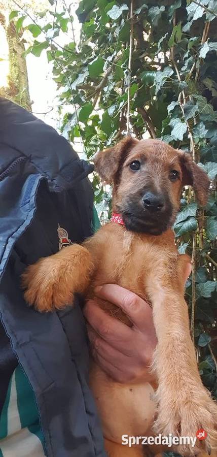 Terier irlandzki Pozostałe