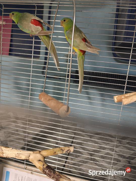 Świergotki seledynowe Poznań