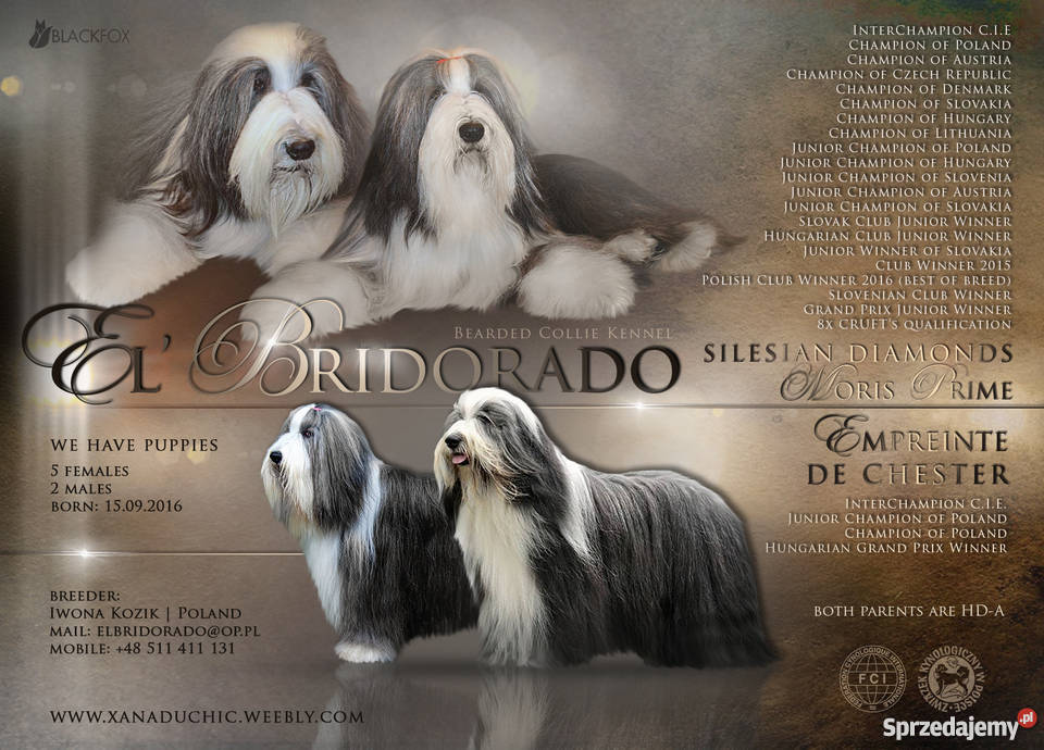 BEARDED COLLIE rodowodowe szczenięta małopolskie Kraków sprzedam