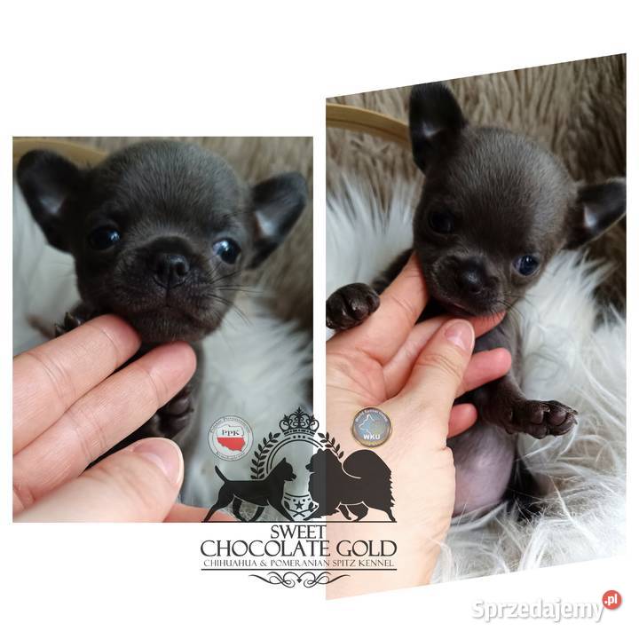 Chihuahua piesek krótkowłosy niebieski unikat łódzkie Bełchatów