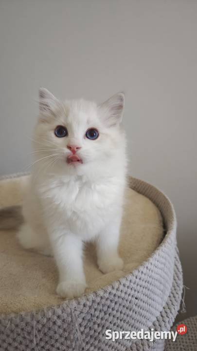 Cudowne kociaki Ragdoll FPL prawdziwy rodowód