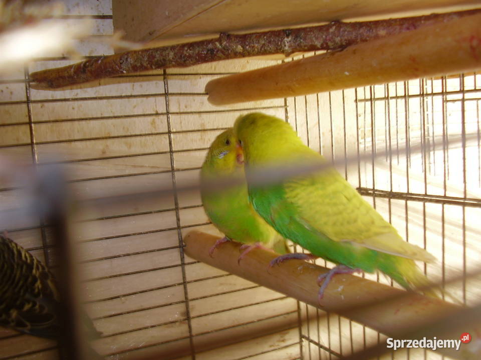 Papużki faliste dwumiesięczne i starsze sprzedam Kraków
