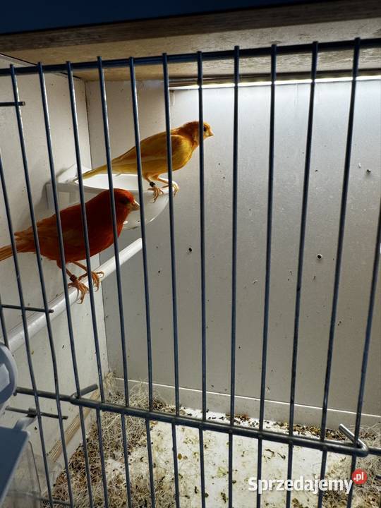 Kanarki Czerwone Skała