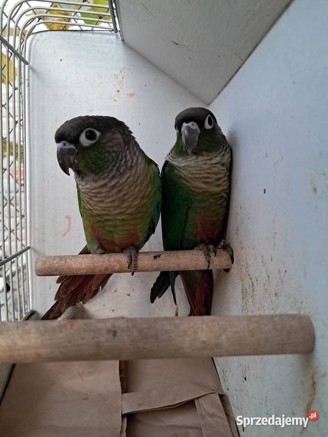 RudosterkiRudosterka Tryńcza