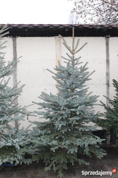 choinka z dowozem Rośliny Warszawa