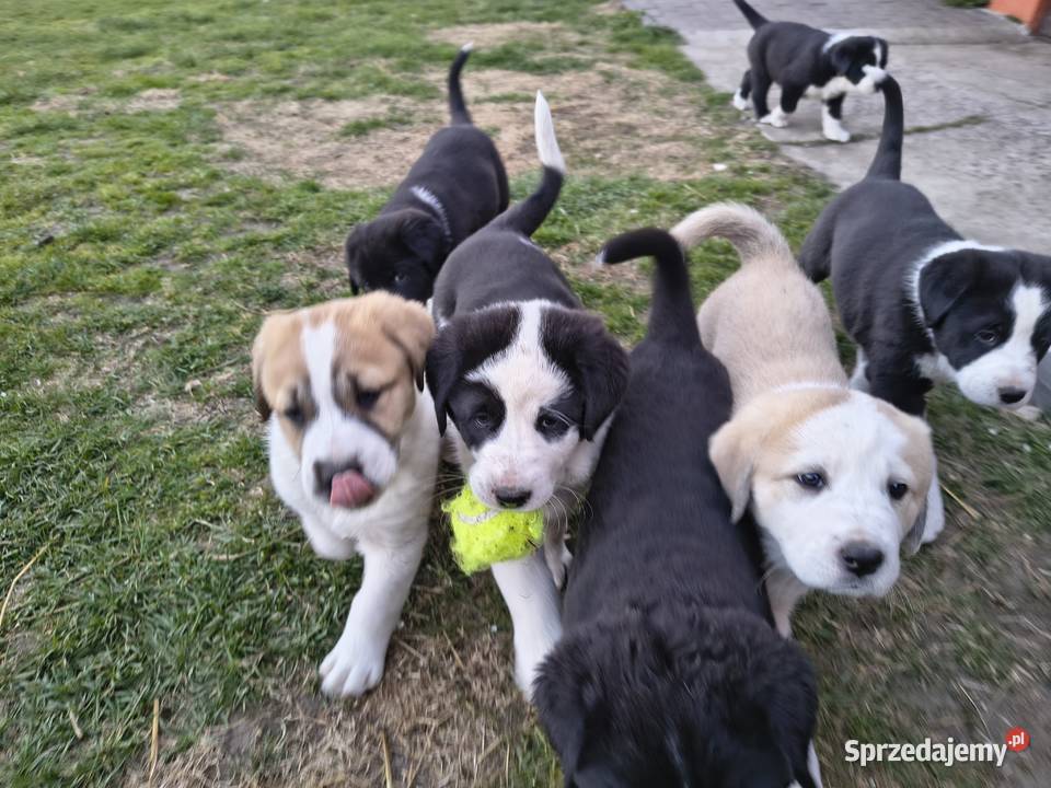 Owczarek środkowoazjatycki Ałabaj Azjata