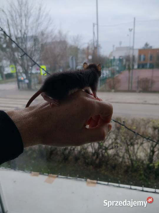 Szczur Szczury Szczurki Młode Bydgoszcz
