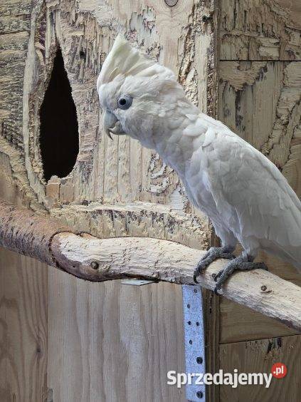 Kakadu salomonskie samiec Częstochowa