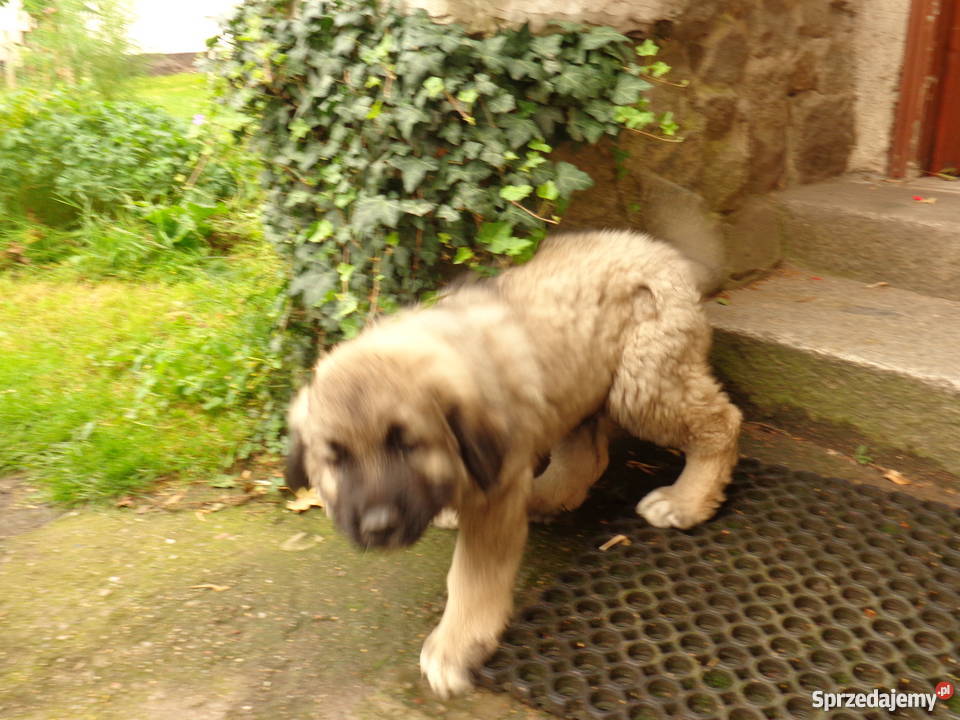 Owczarek kaukaski Wrocław