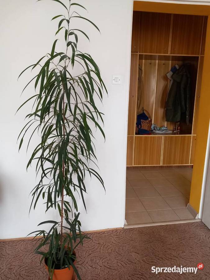 Fikus wąskolistny domowa hodowla Sosnowiec