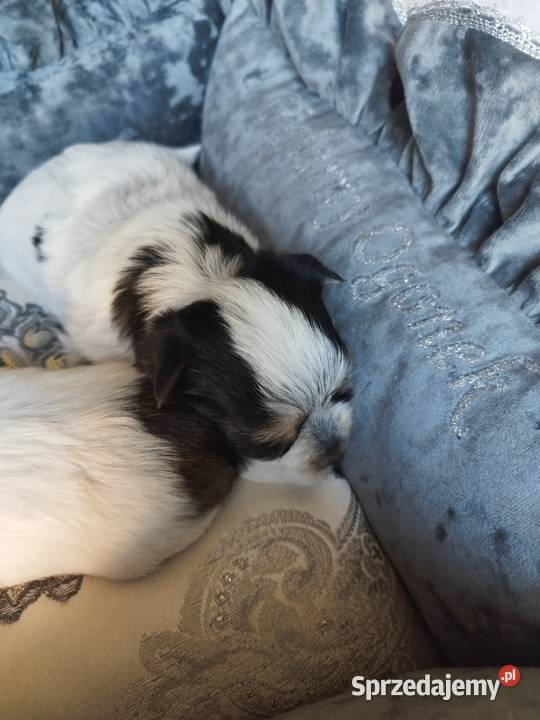 Morkshire terrier Psy Kraków
