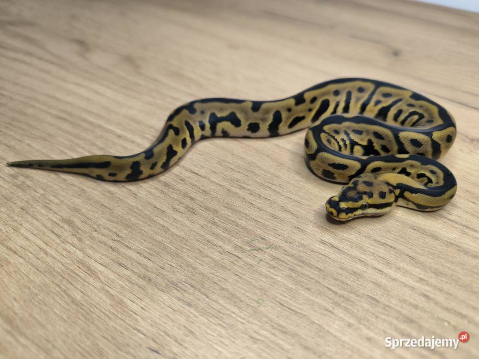 Pyton królewski Leopard Spotnose poss Mahogany Makowiec