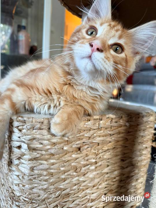 Maine Coon 3 kocurki Starogard Gdański