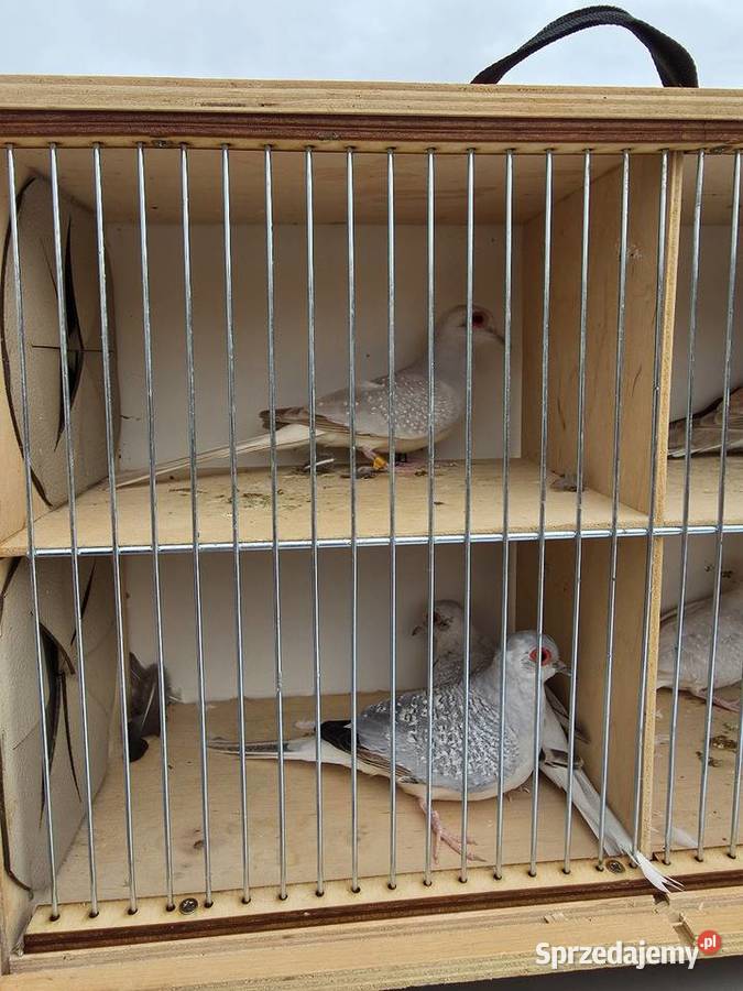 Gołąbki diamentowe małopolskie Brzesko