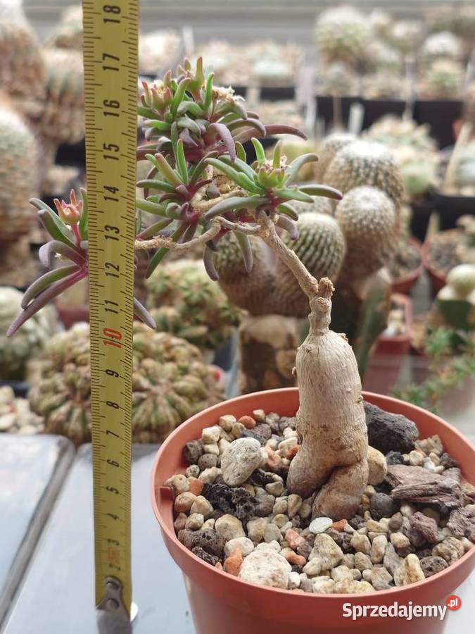 Delosperma bosseranum bonsai 10 lat kaudeks mazowieckie