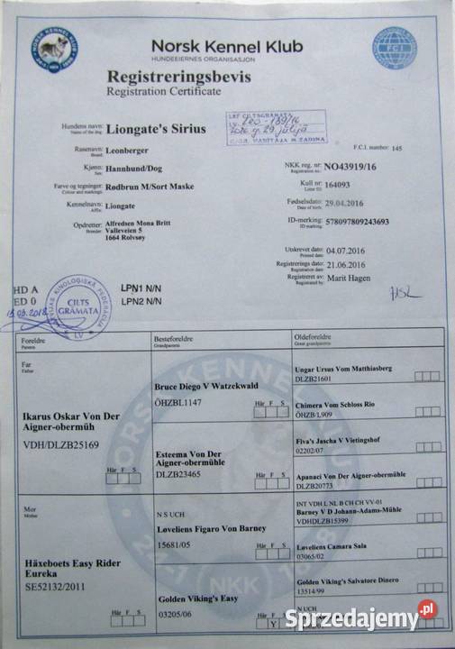 Leonberger szczeniaki