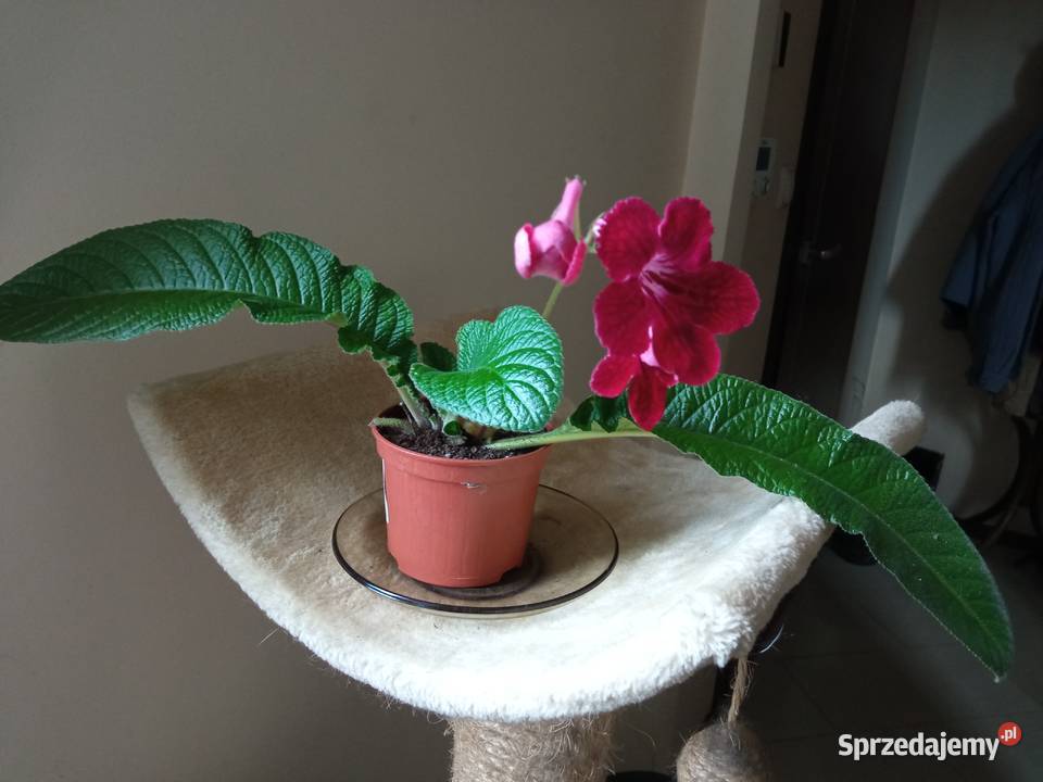 A może żyworódkę podlaskie Białystok sprzedam