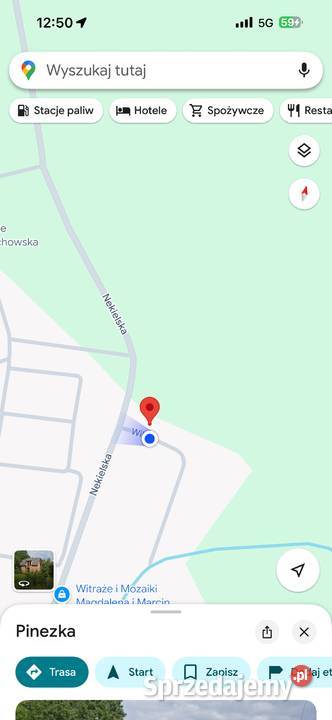 American Bully XL ABKC Pozostałe Poznań sprzedam